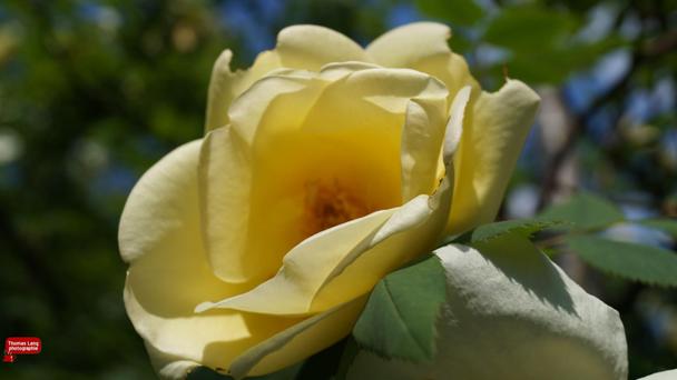 Die Rose - Königin der Blume| Hintergrund für Ihren Desktop
